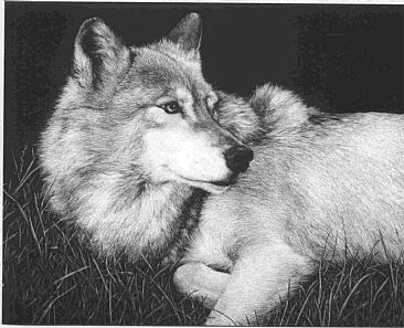 Little John II - Gray wolf by Diane Versteeg